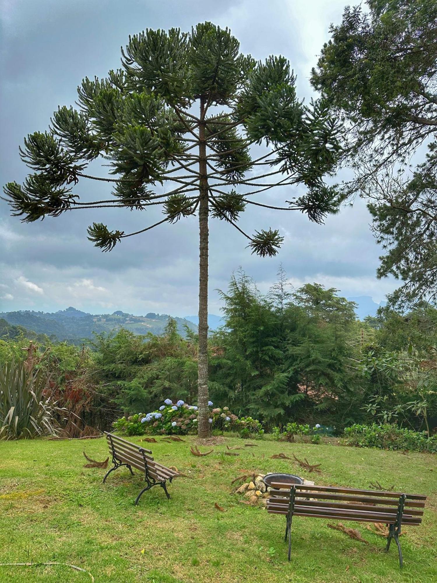 Chale Coruja Listrada - Ninho Das Aves Campos do Jordão Eksteriør billede